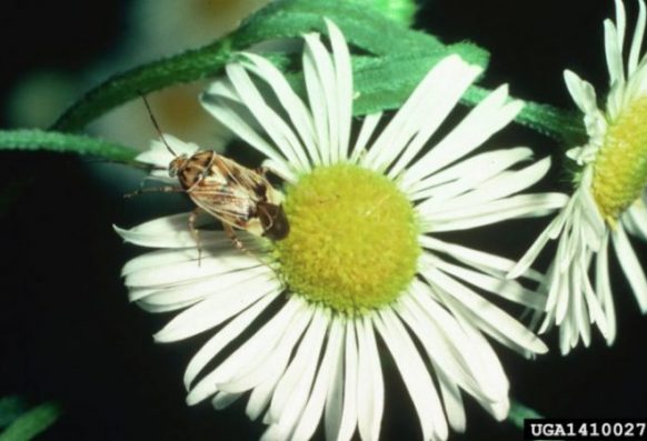 Lygus lineolaris (tarnished plant bug) on daisy fleabane