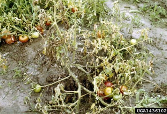 Symptoms of fusarium wilt in tomato plant