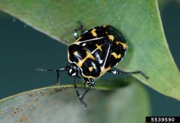 Adult harlequin bug close up