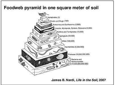 Soil Foodweb Pyramid cropped
