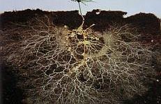 pine tree seedling with mycorrhizae rhizosphere